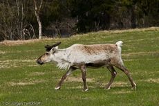 Rentier (2 von 8).jpg